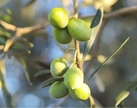 Fresh olive oil is key