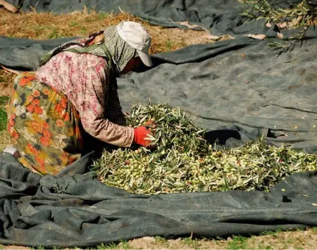 Minimal time between harvesting and pressing