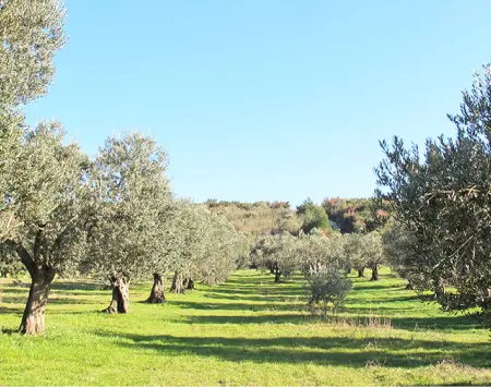Go for single estate olive oil